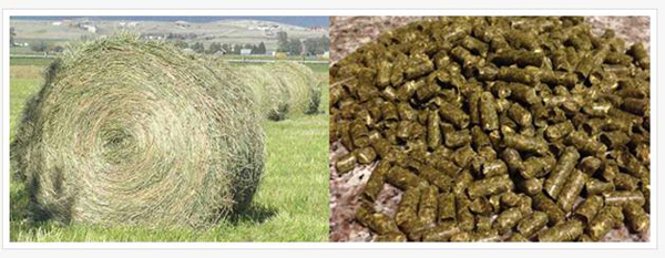 hay pellets 